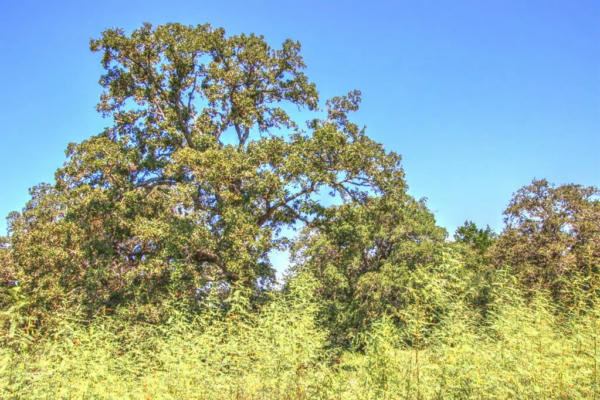 TRACT 4 COUNTY ROAD 307, FLATONIA, TX 78941, photo 3 of 17