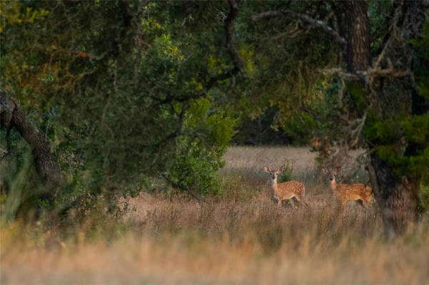 LOT 100 TUSCANY DR, DRIFTWOOD, TX 78619, photo 3 of 5